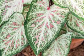 Foliage Plant